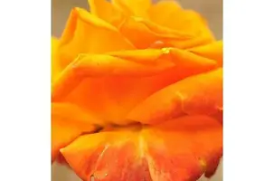 frutta