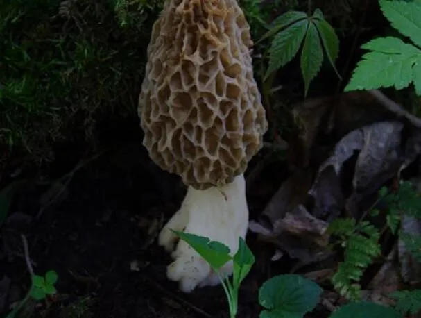 Fave fresche e ragù di spugnole con pesce bianco